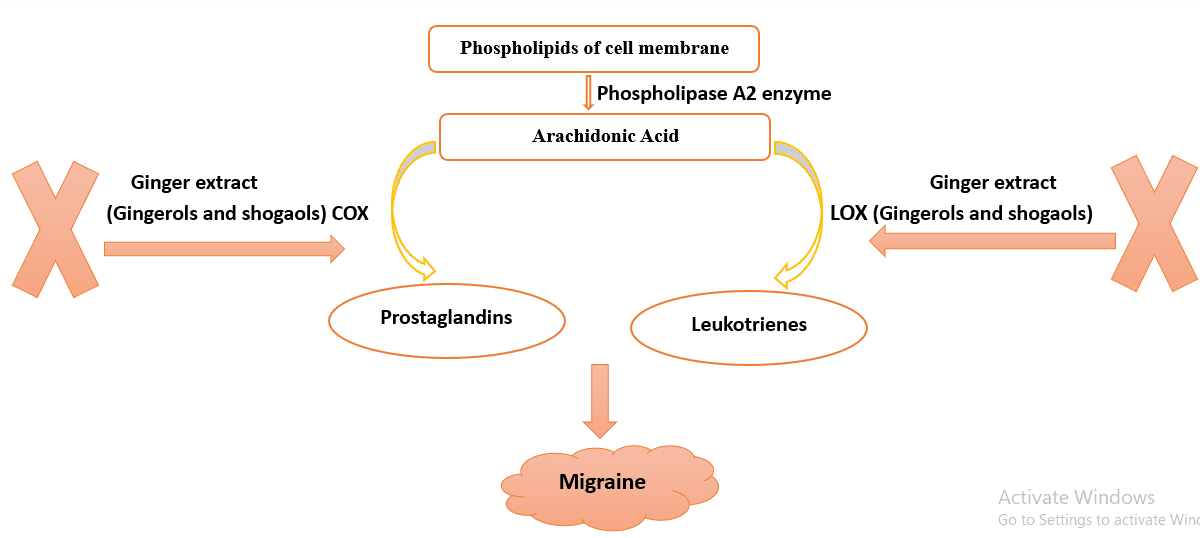 Could Ginger Extract Be a Therapeutic Drug for Migraine?