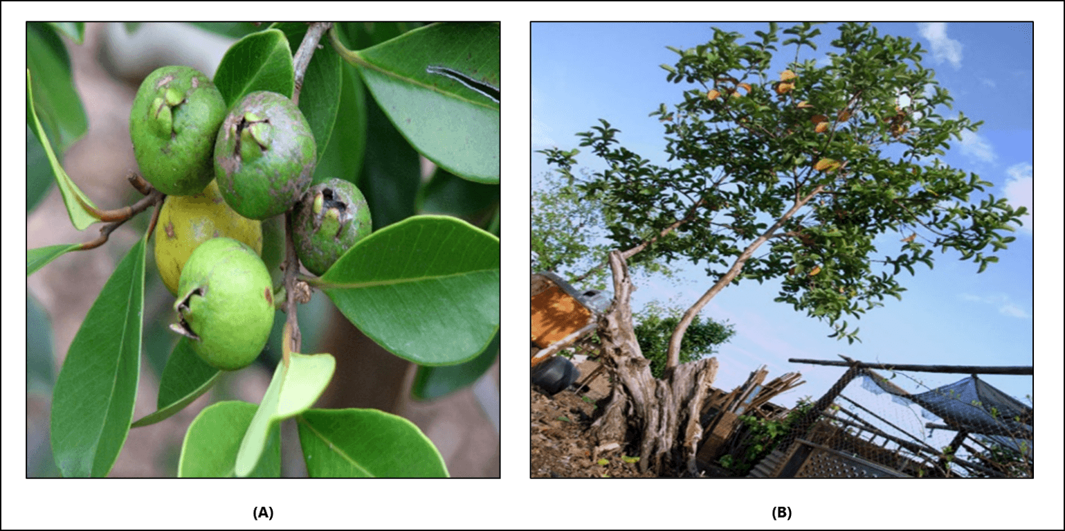 A Mini Review on the Analytical Method and Its Validation for Psidium guajava
