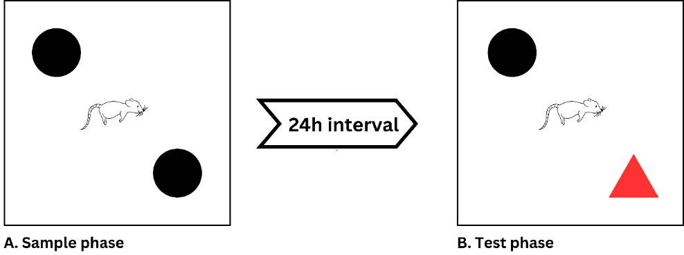Alpha Lipoic Acid Improves Memory and Antioxidant Enzymes Activity in Diabetic Wistar Rats