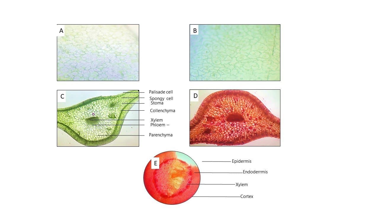 Figure 2. Microscopic analysis of B. pinnatum; A= Adaxial (upper) surface of the leaf; B= Abaxial (lower) surface of the leaf; C & D= Cross section of the mid rib; E= Transverse section of the stem.