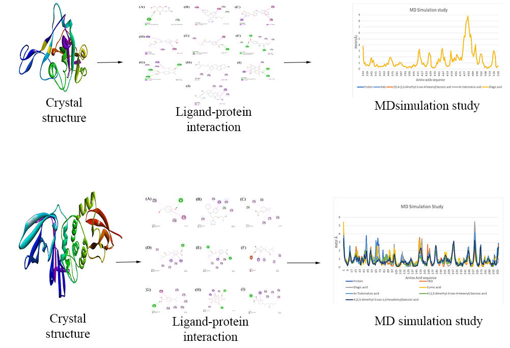 Computational Studies of Bridelia Retusa Phytochemicals for the Identification of Promising Molecules with Inhibitory Potential Against the Spike Protein and Papain-Like Protease of SARS-CoV-2