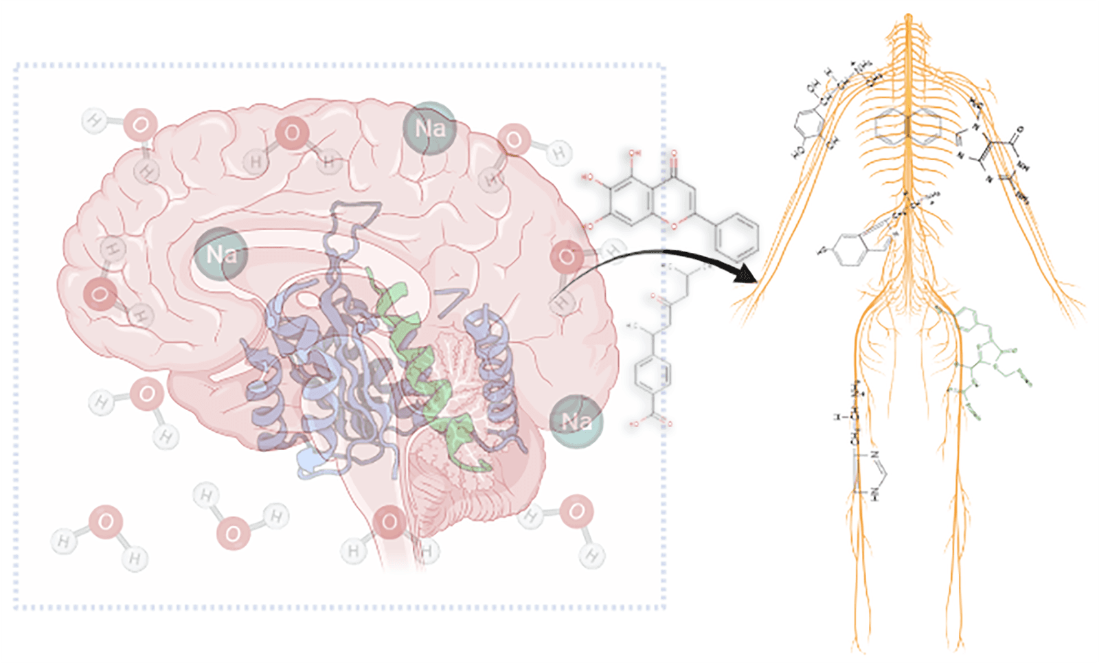 Neuromodulatory Effect of Plant Metabolites