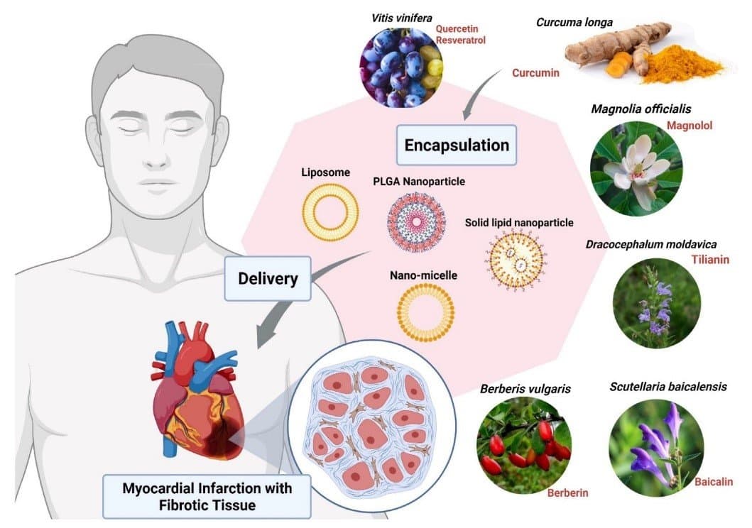 NanoPhytoformulations: What Is So Interesting About the Nanoscale?