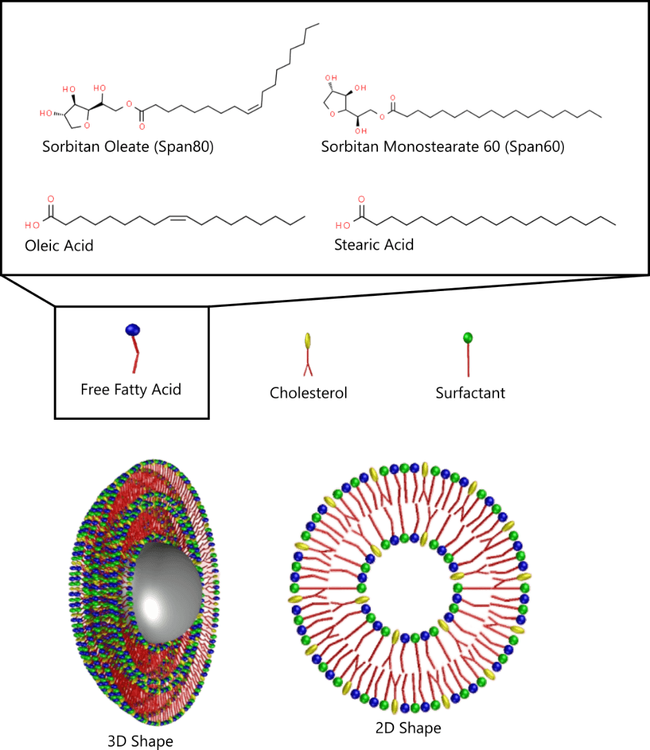 Figure 1. Novasome structure in 3D and 2D shapes composed of free fatty acid, cholesterol, and surfactant.