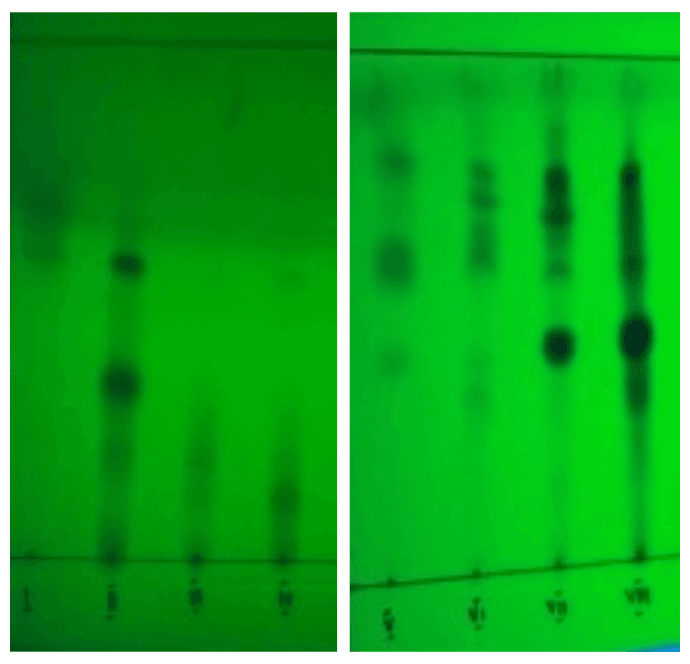 Figure 3. Fractions of ethyl acetate phase under UV light at 254 nm wavelength.