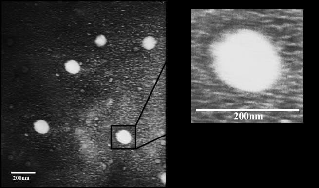 Figure 2. Morphology of Curcuma rhizome dry extract nanoparticles using TEM.