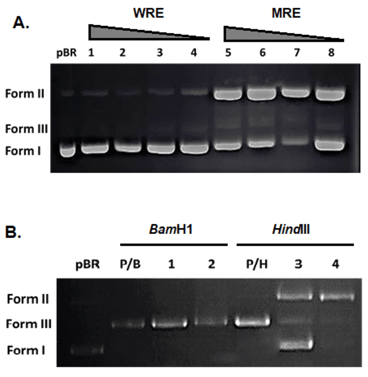Figure 3. Electrophoretograms showing the effects of R. canina root extracts on DNA interaction and restriction digestion.