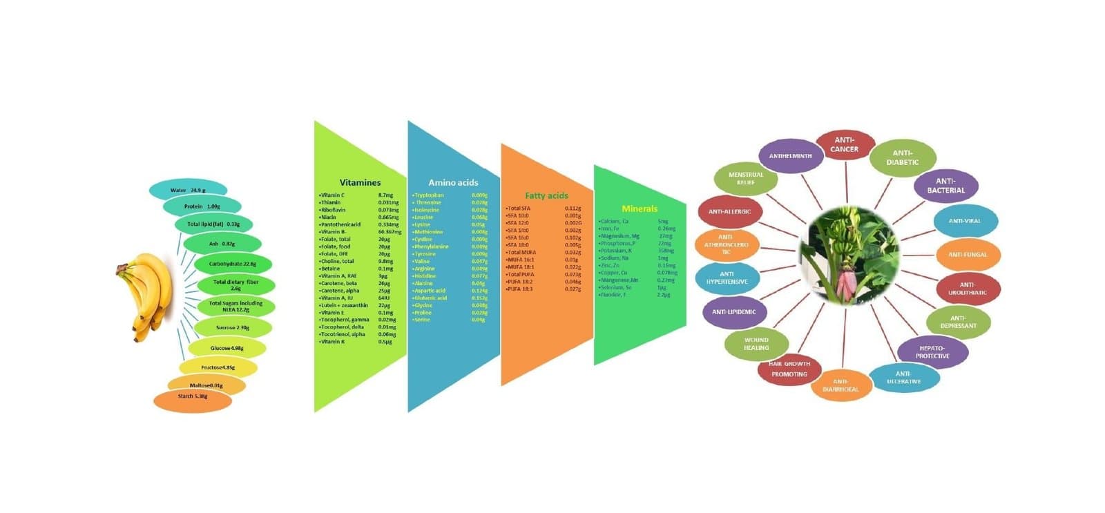 A Comprehensive Review on Nutrient Profile and Pharmacological Benefits of Musa paradisiaca