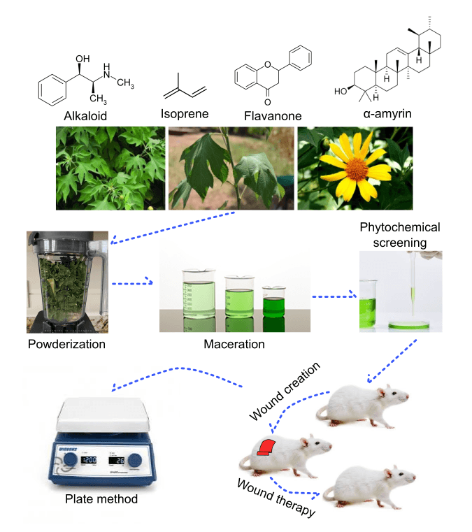 A comparative study of in-vivo wound healing properties of Tithonia Diversifolia. A gray crude extracts to Silver Sulphadiazine in Albino Wistar rats.