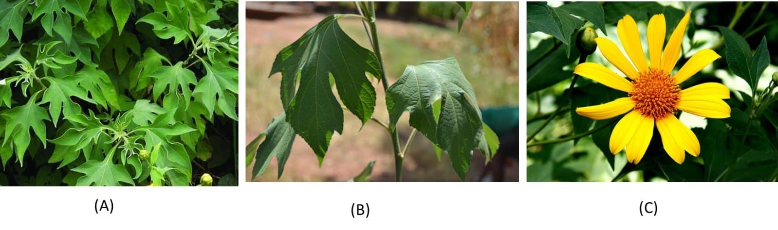 Figure 1. Tithonia diversifolia plant's (A) leaves (B) stem and (C) flower.