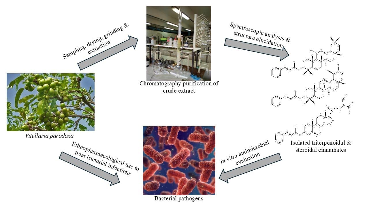 Antimicrobial Activity of Triterpenoid and Steroidal Cinnamates from Vitellaria paradoxa