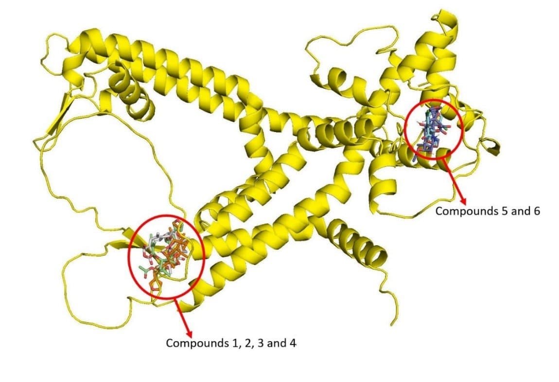 Figure 4.   Ryanodine receptor protein showing clustering of the docked compounds 1 – 6 in two groups of compounds 1, 2, 3 and 4 and compounds 5 and 6.