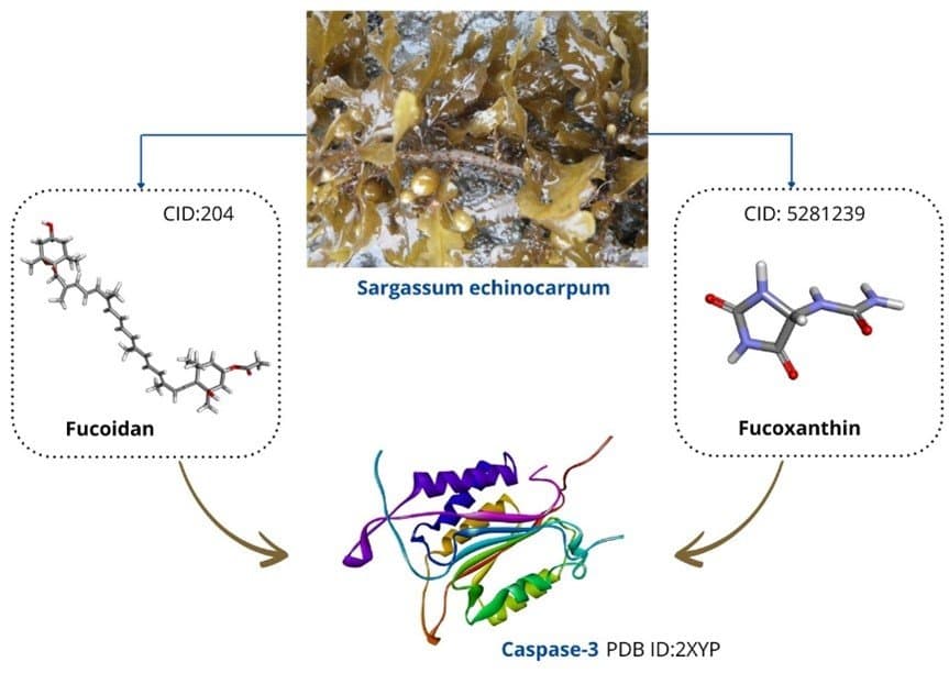 Figure 1. Sargassum echinocarpum and 3D structures of natural fucoidan, fucosanthin, and target protein caspase-3.