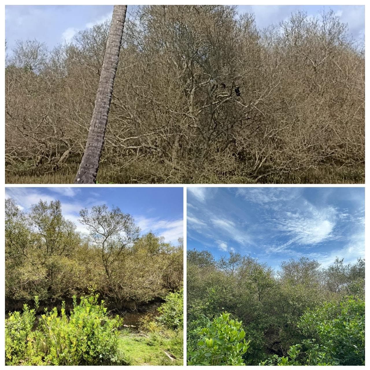 Figure 3. Infestation of Avecennia officianalis by Hyblea puera.