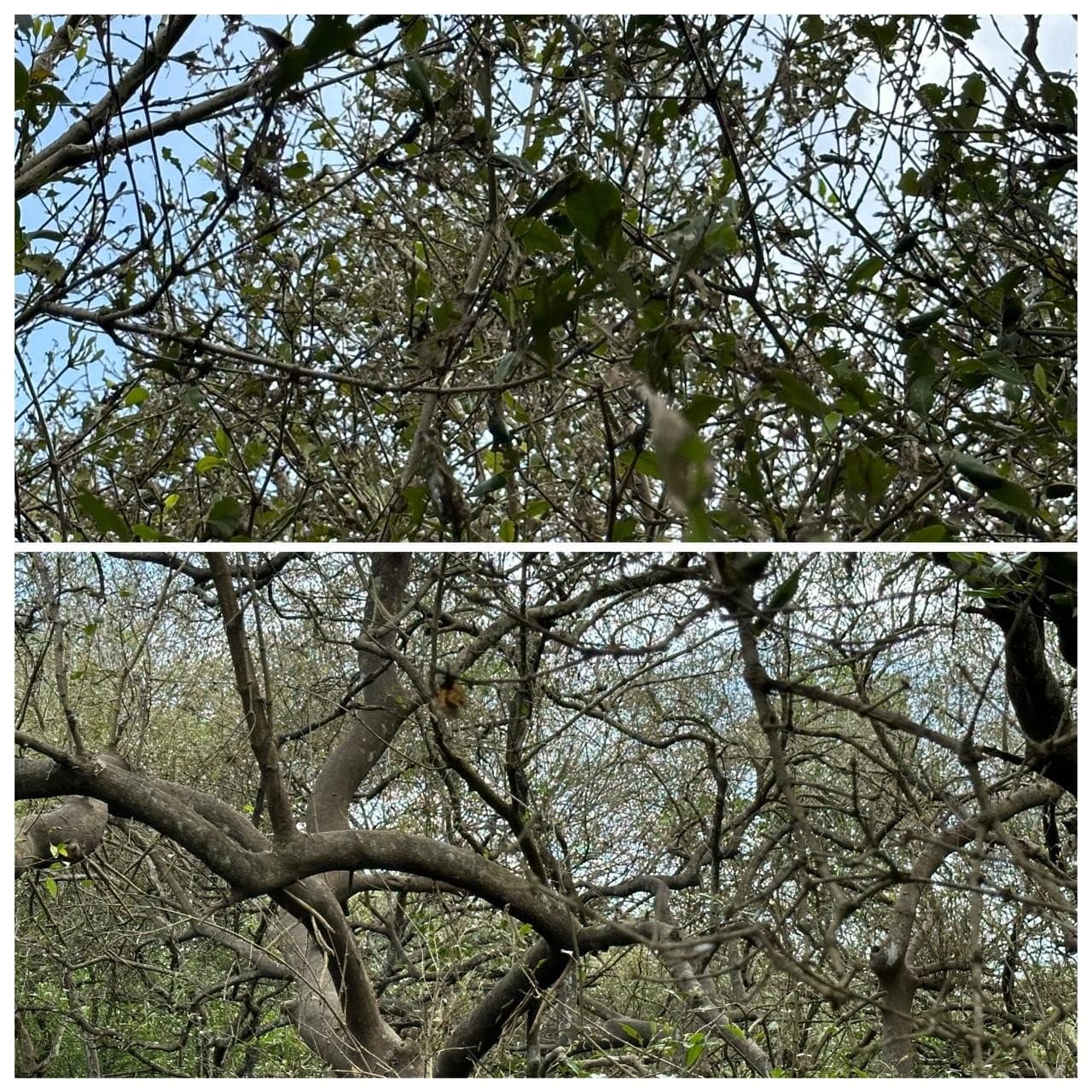 Figure 1. Defoliated A. officinalis tree.