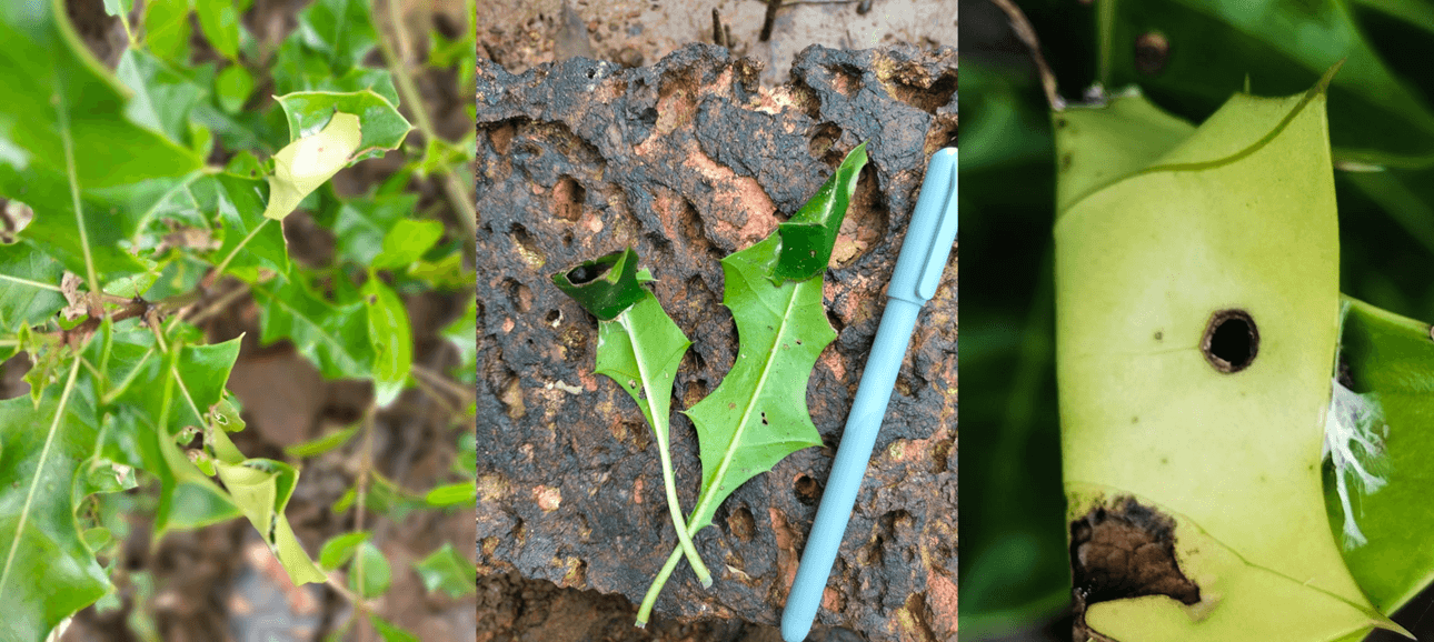 Figure 4. Infestation on Acanthus ilicifolius.