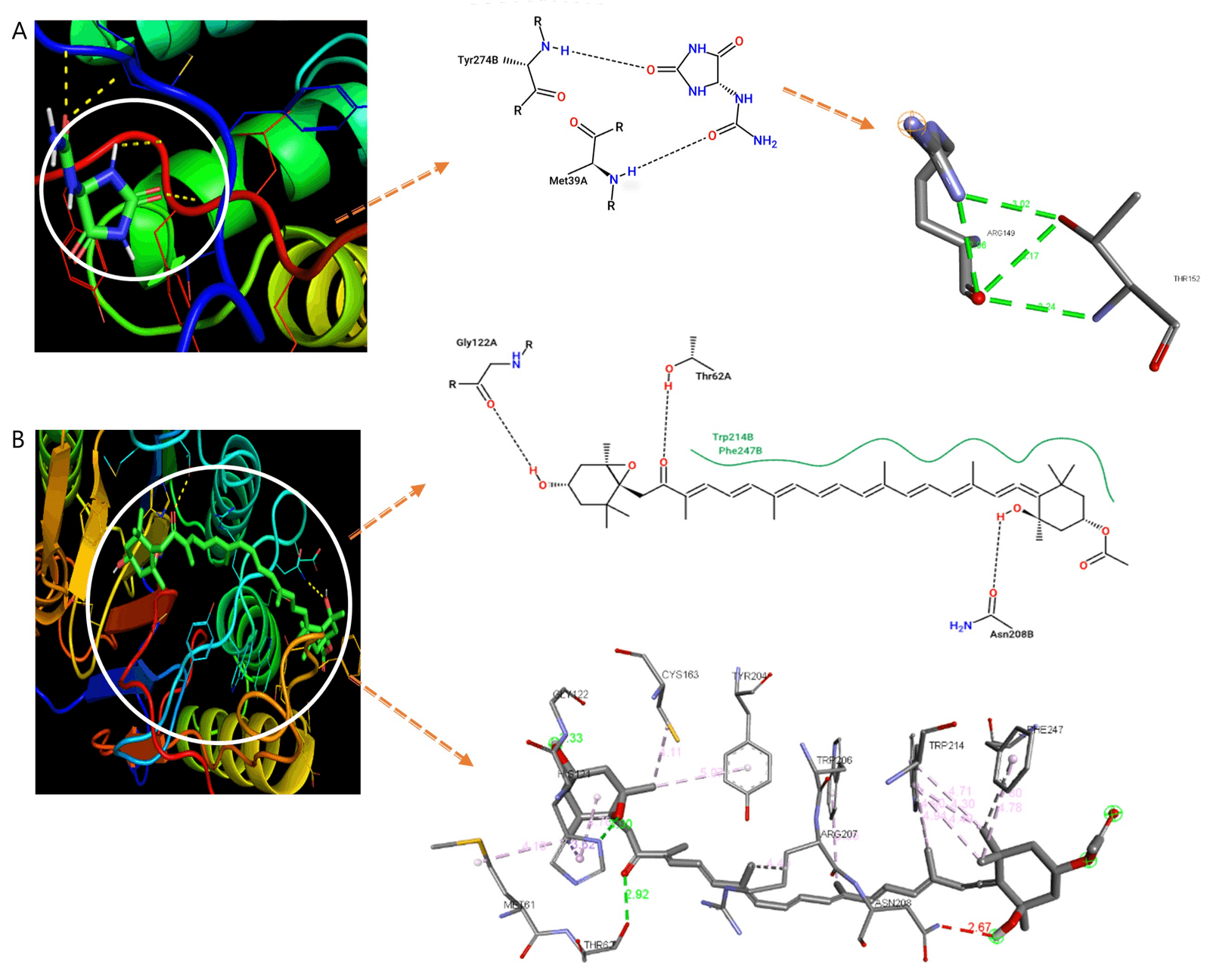 Figure 2. Interaction between (A) fucoidan with target protein caspase-3 and (B) fucosanthin with target protein caspase-3.