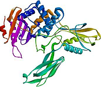 Figure 2. The 2D crystal structure of the PBP-4 protein.