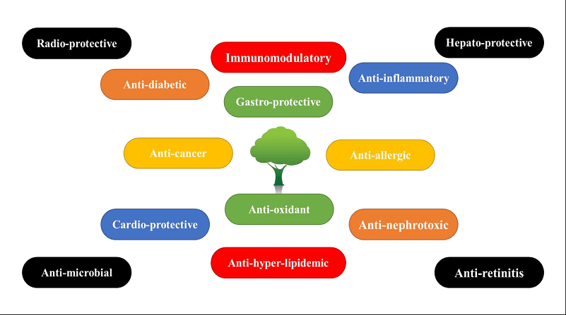 Figure 2. Overview of pharmacological actions of Jamun.