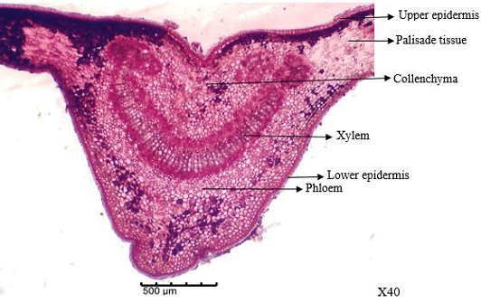 Figure 4. Transverse section of midrib of leaf of P. nitida.