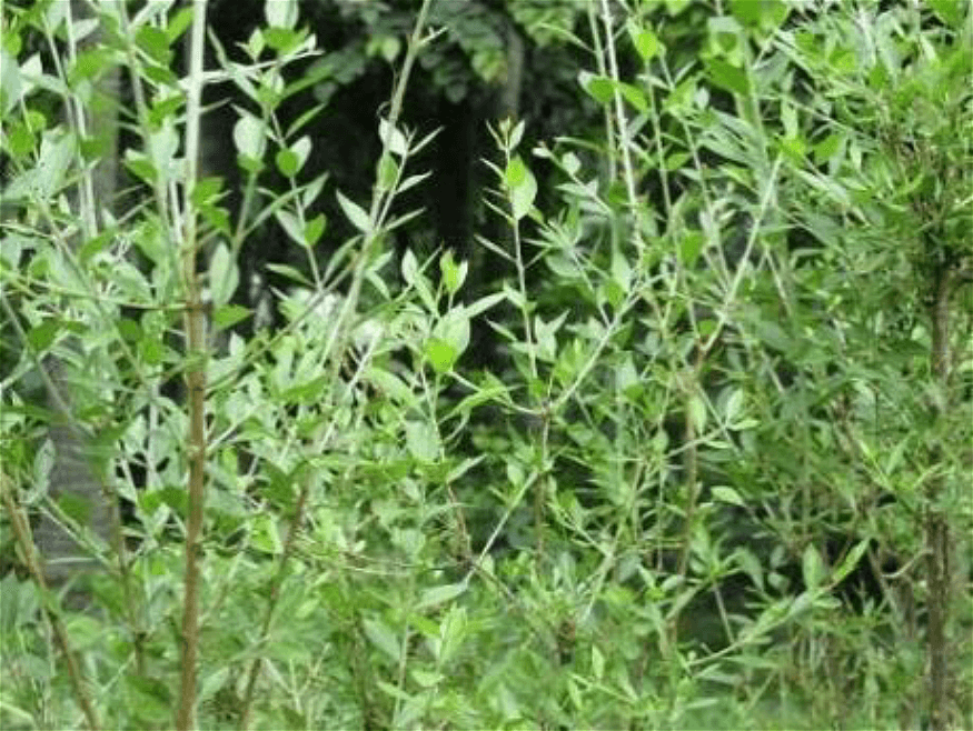 Figure 1. A picture of L. inermis (henna plant).