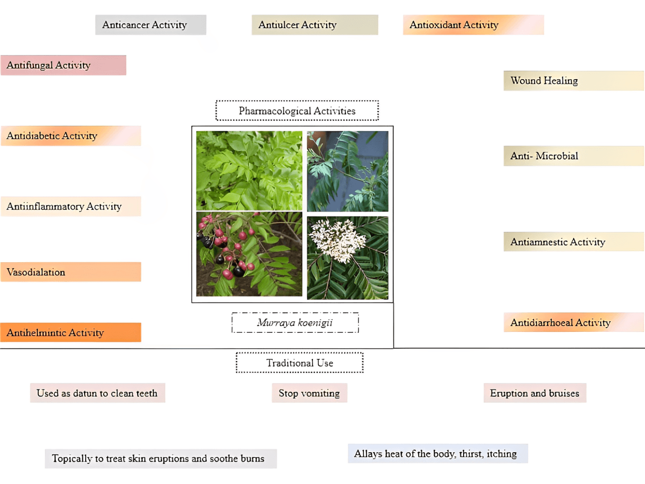 Figure 2. Pharmacological activity and traditional use of Murraya koenigii (59, 62).