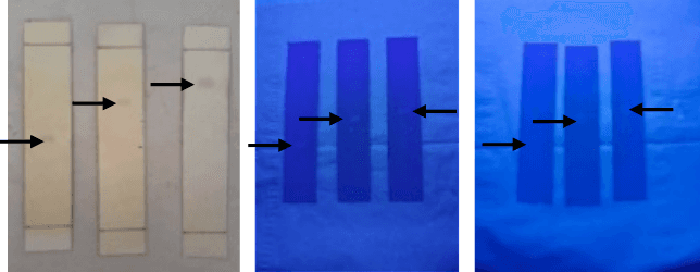 Figure 3. Purity test results of ethyl acetate isolates. Note: black arrow points to a single node. 