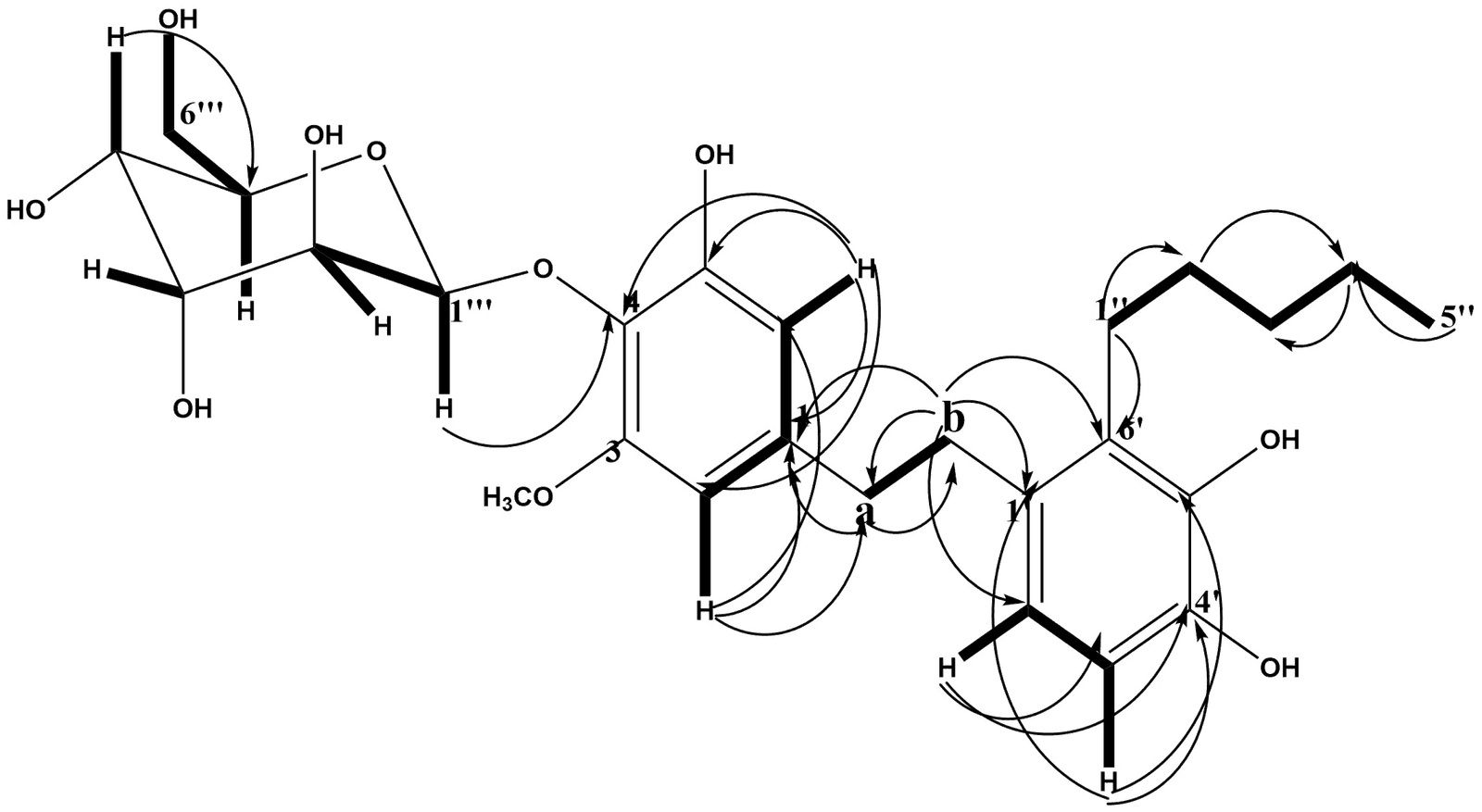 Figure 2. Selected HMBC (1H→13C) and COSY (—) correlations in compound MM2.