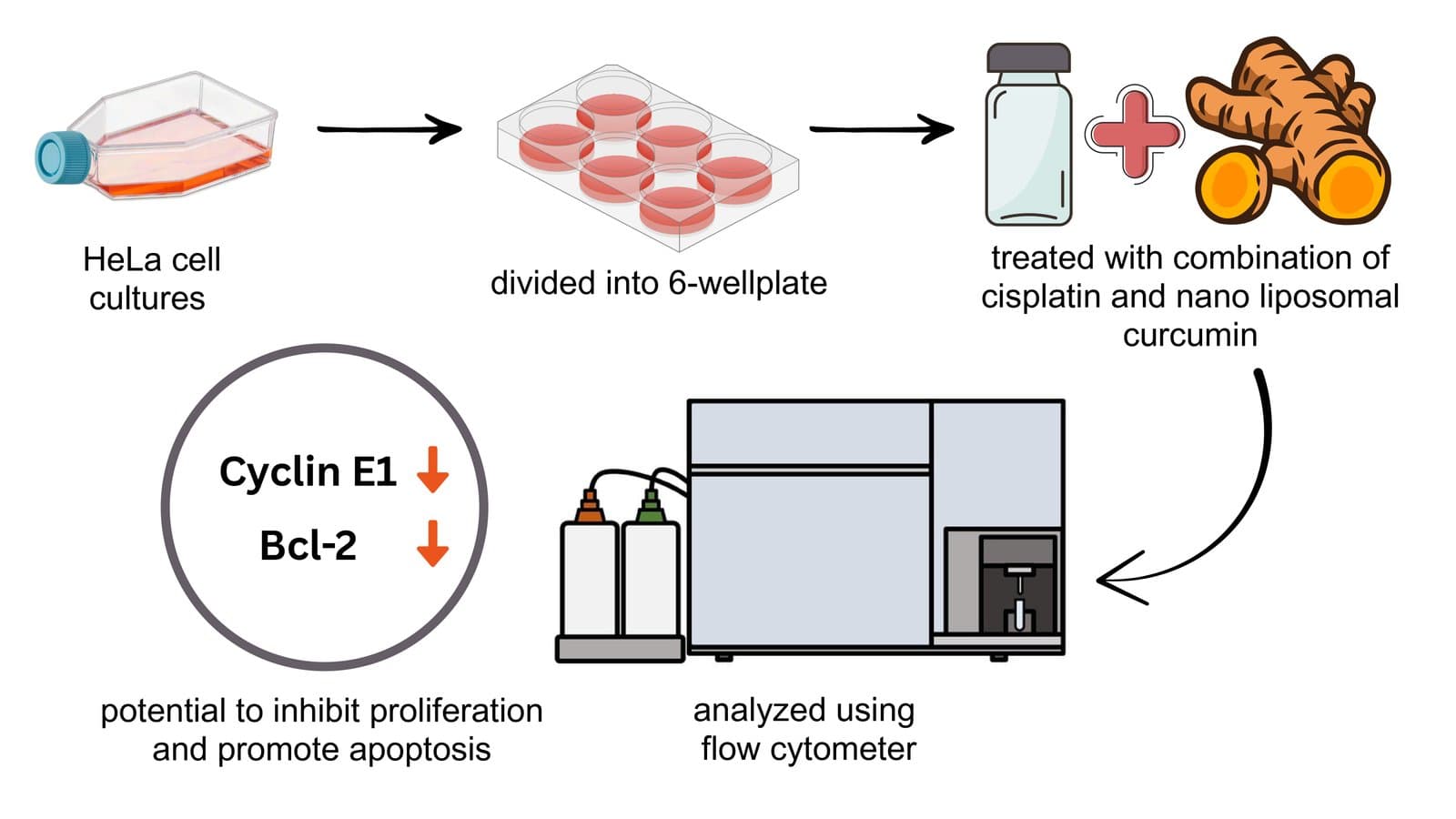 Nano Liposomal Curcumin as an Adjuvant: Enhancing Cisplatin Anticancer Effects in HeLa Cells