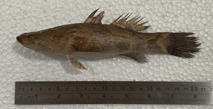 Figure 2. Marble goby (Oxyeleotris marmorata) caught in the waters of Lake Tempe.