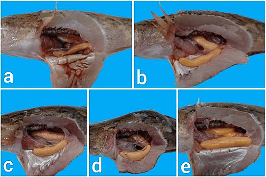 Figure 3. Male gonads of marble goby. Note: (a) TKG 1, (b) TKG 2, (c) TKG 3, (d) TKG 4, and (e) TKG 5.