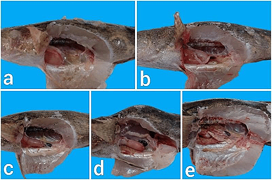 Figure 4. Female gonads of marble goby (Oxyeleotris marmorata). Note: (a) TKG 1, (b) TKG 2, (c) TKG 3, (d) TKG 4, and (e) TKG 5.