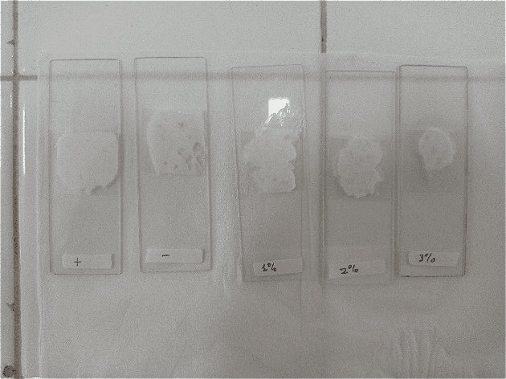 Figure 2. Homogeneity test of body scrub formulations.