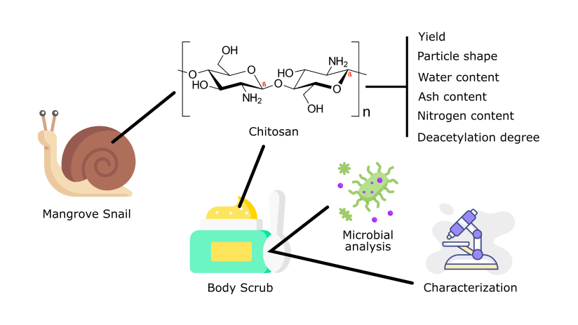 Potential of Chitosan from Mangrove Snail Shells (Telescopium sp.) in Body Scrub Formulation