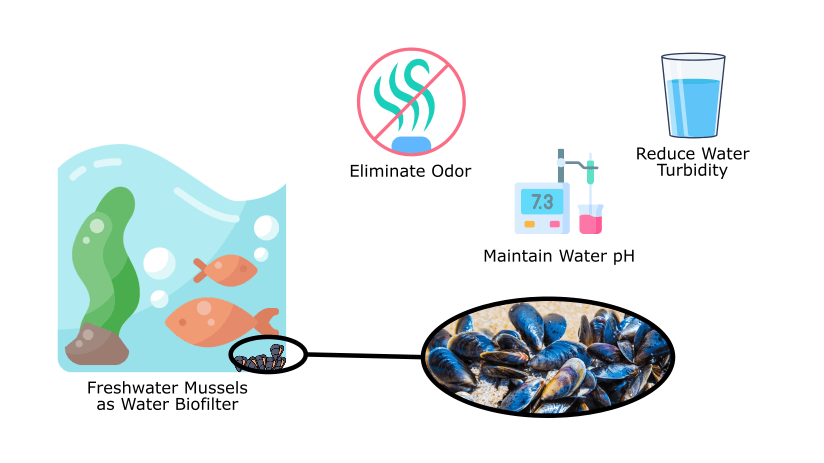 Effectiveness of Freshwater Mussel (Pilsbryoconcha exilis) as a Biofilter Medium in Improving Water Quality