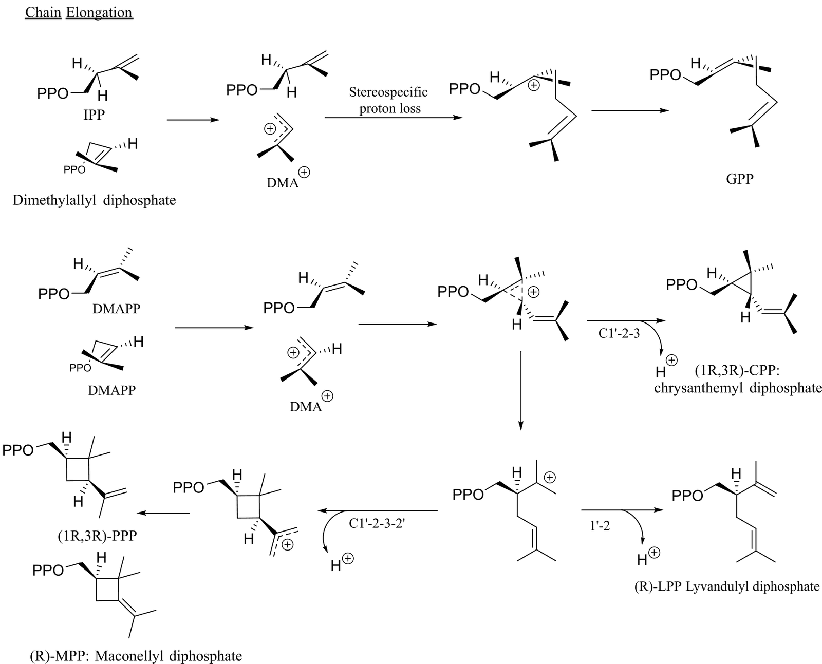 Figure 3. Dissociative electrophilic alkylation mechanism for chain elongation, cyclopropanation, branching, and cyclobutanation.