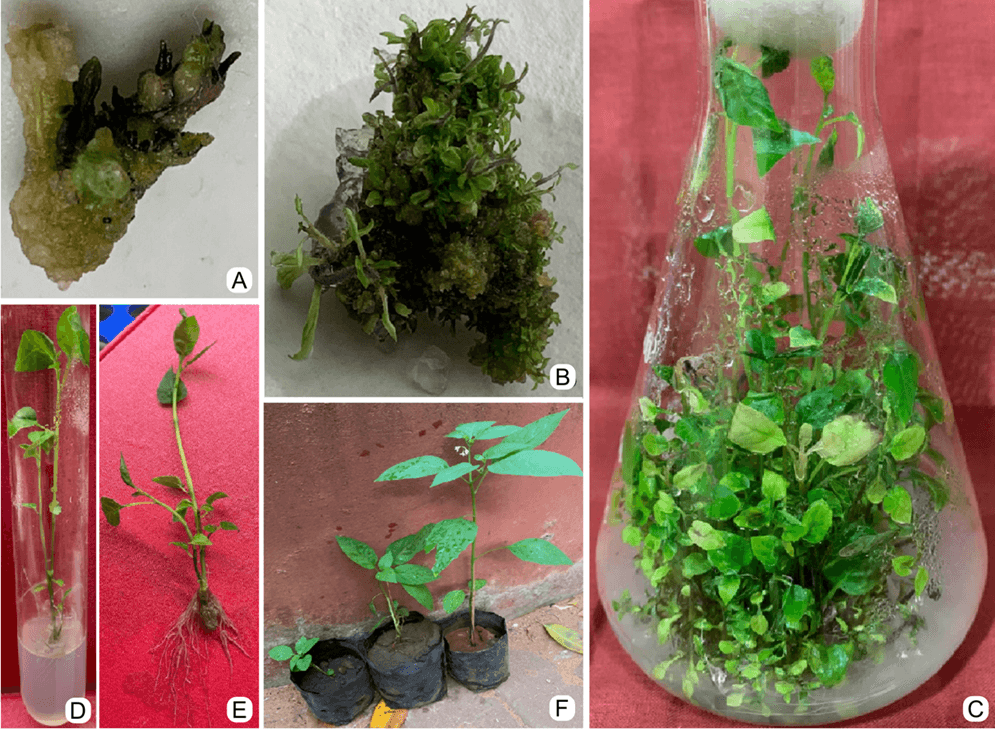 Figure 1. Direct adventitious shoot induction and Plant regeneration using shoot tip explants of Solanum nigrum L. (A) shoot tip showing shoot projection initials, (B) adventitious shoots, (C) multiple shoot cluster, (D) rhizogenesis of plantlet, (E) plantlet showing roots, and (F) acclimatized plants.