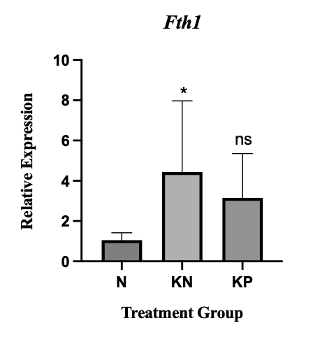 Figure 1. Relative expression of Fth1 in the normal/healthy control group (N), negative control group (KN; iron dextran–induced, untreated), and deferasirox-treated group (KP). ns indicates a non-significant difference; (*, p 