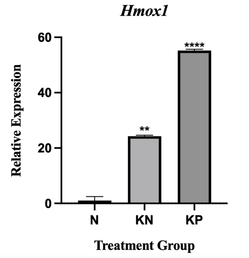 Figure 3. Relative expression of Hmox1 in the normal/healthy control group (N), negative control group (KN; iron dextran–induced, untreated), and deferasirox-treated group (KP). Significance: (**, p 