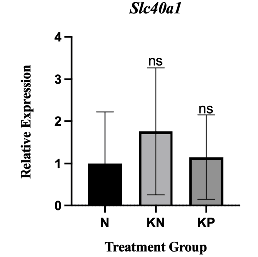 Figure 2. Relative expression of Slc40a1 in the normal/healthy control group (N), negative control group (KN; iron dextran–induced, untreated), and deferasirox-treated group (KP). Note: ns indicates a non-significant difference.