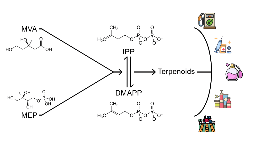 Advances in Terpenoid Biosynthesis: Chemical Diversity and Emerging Industrial Applications