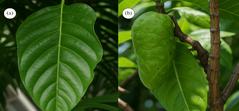 Figure 1. (A) Leaf and (B) stem of M. citrifolia. Adapted from (11) licensed: CC BY 4.0.