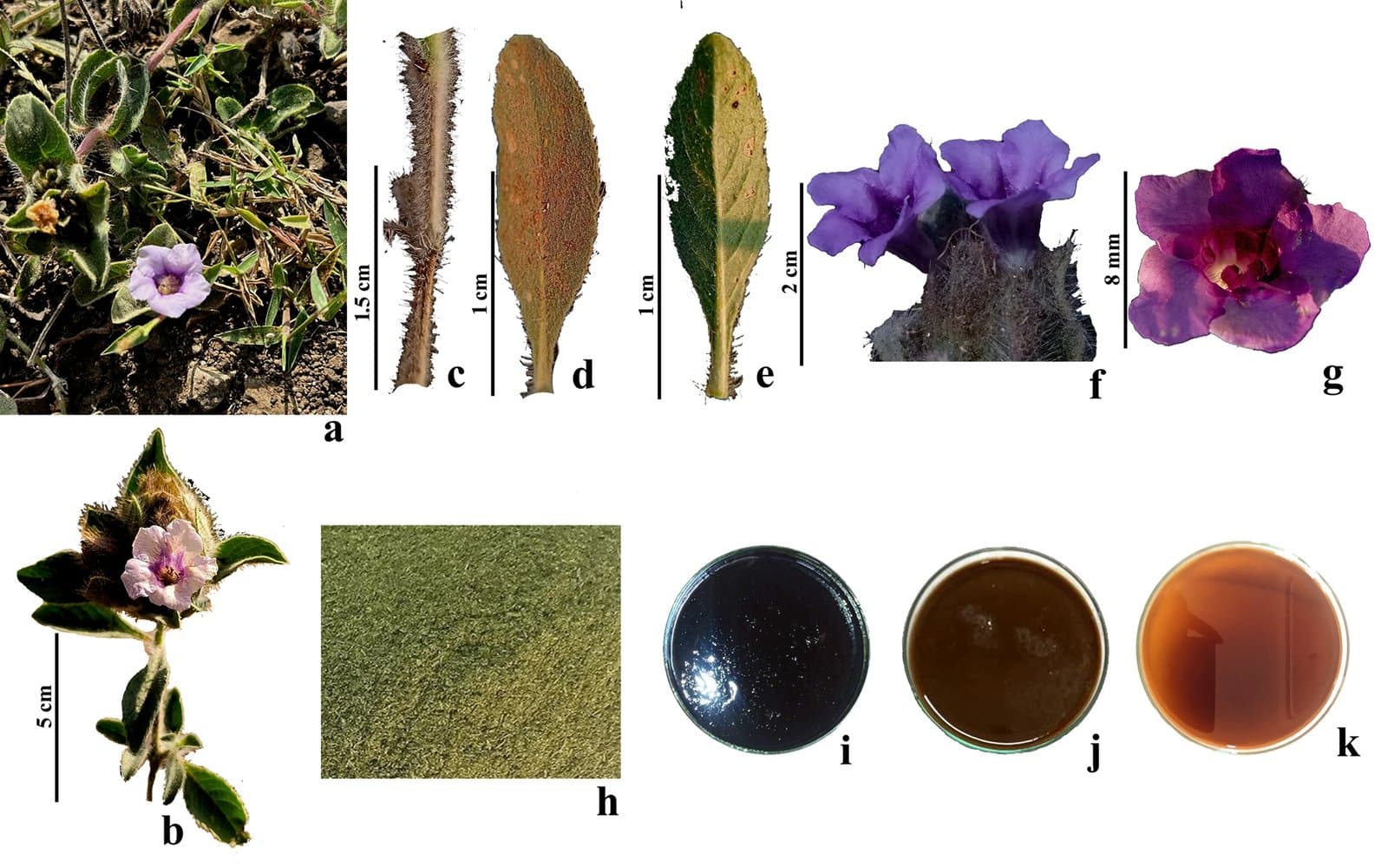 Figure 1. (A) Habit, (B) flowering twig, (C) stem, (D) adaxial leaf, (E) abaxial leaf, (F) inflorescence, (G) flower, (H) dry powder, (I) methanol extract, (J) water extract, and (K) chloroform extract of Strobilanthes urens.