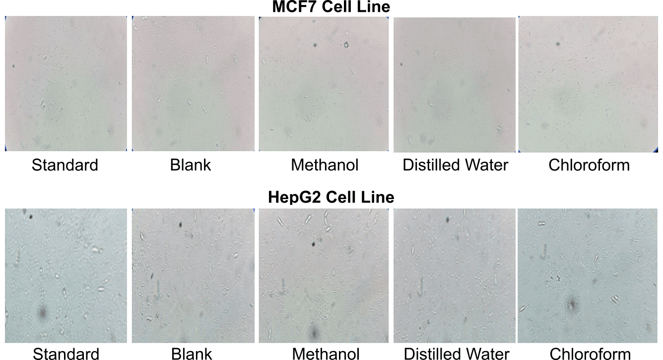Figure 6. Microscopic images showing the cytotoxic effects (% cell viability) of methanolic, distilled water, and chloroform leaf extracts of Strobilanthes urens on MCF7 and HepG2 cell lines at a concentration of 160 µg/mL.