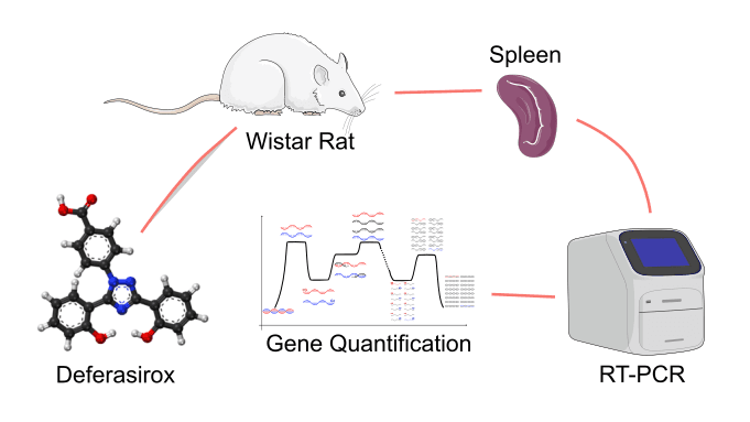 Differential Regulation of Slc40a1, Fth1, and Hmox1 by Deferasirox in Splenic Iron Overload