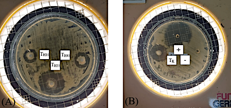 Figure 3. Clear zone of hydroxyapatite based toothpaste from freshwater mussel shells against Staphylococcus aureus bacteria (A), clear zone of commercial toothpaste, positive control, and negative control against Staphylococcus aureus bacteria (B).