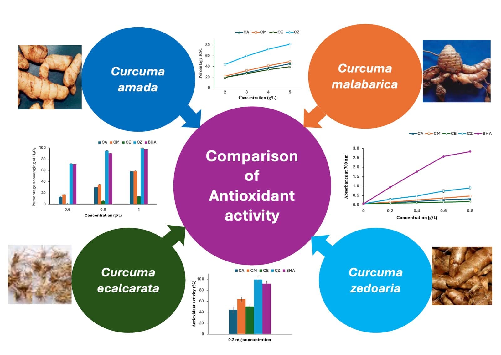 Comparative Antioxidant and Antiradical Potentials of Four Curcuma species
