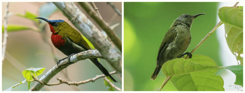 Figure 6. Aethopyga Eximia (Javan Grey-throated Sunbird). 