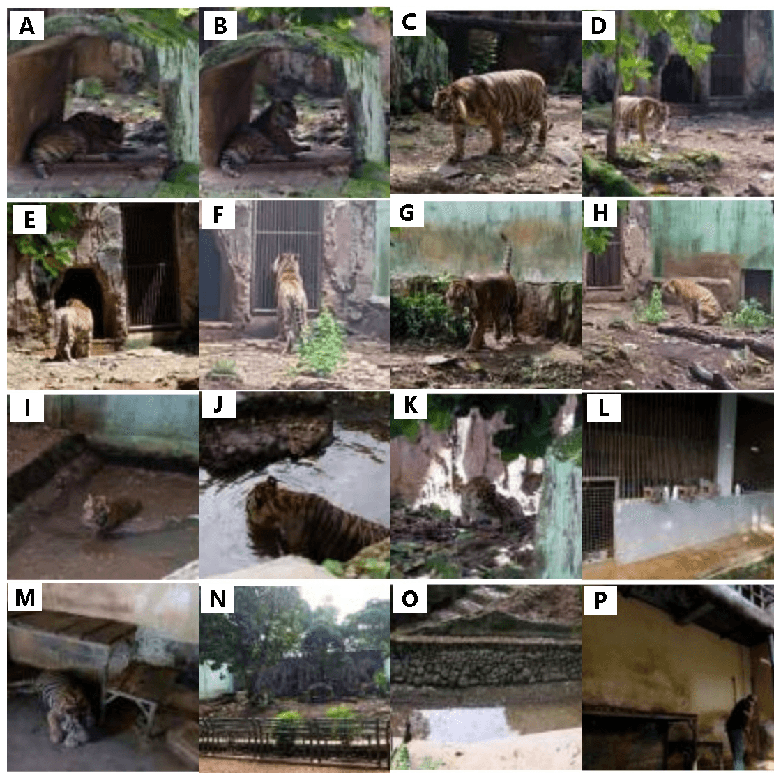 Figure 4. Behavioral activities, enclosure conditions, and management practices of Sumatran tigers at Ragunan Zoo: resting behavior (A–B), locomotion behavior (C–G), social interaction (H), grooming behavior (I), bathing behavior (J), drinking behavior (K), sleeping enclosure (L–M), exhibition enclosure (N), drainage system (O), and cleaning activity (P). Source: Author’s documentation (2024).