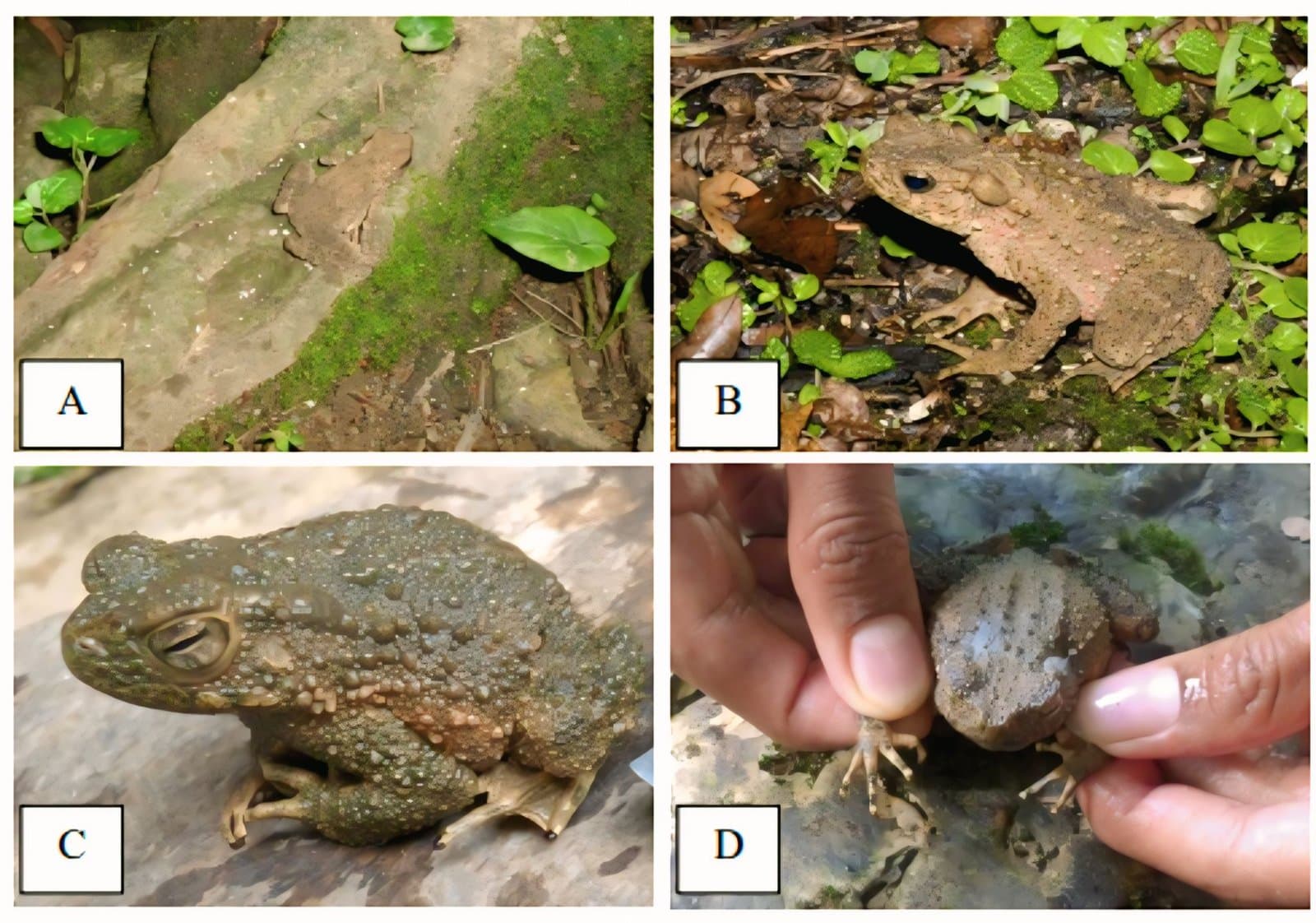 Figure 1. Amphibian species (Order Anura) recorded in Pucoek Krueng Alue Seulaseh: (A) Phrynoidis aspera, (B) Kaloula pulchra, (C) Fejervarya cancrivora, (D) Odorrana hosii.